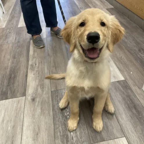 Golden Retriever at Ferry Farm Animal Clinic